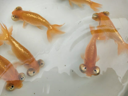 生体加藤産桜錦弐歳魚約7センチ（1匹）らんちゅう/金魚/江戸錦/変わりらんちゅう/きんぎょ/国産金魚【金魚小屋-希-福岡】