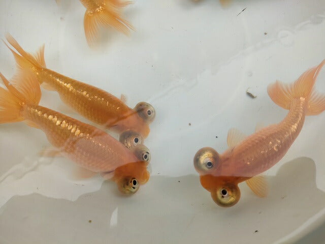 生体加藤産桜錦弐歳魚約7センチ（1匹）らんちゅう/金魚/江戸錦/変わりらんちゅう/きんぎょ/国産金魚【金魚小屋-希-福岡】