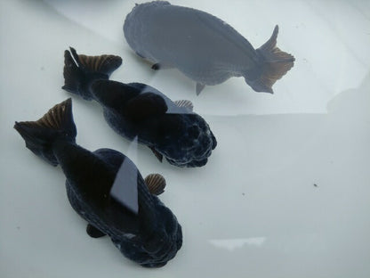 生体加藤産桜錦弐歳魚約7センチ（1匹）らんちゅう/金魚/江戸錦/変わりらんちゅう/きんぎょ/国産金魚【金魚小屋-希-福岡】