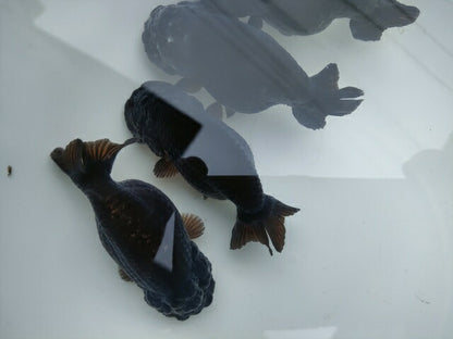 生体加藤産桜錦弐歳魚約7センチ（1匹）らんちゅう/金魚/江戸錦/変わりらんちゅう/きんぎょ/国産金魚【金魚小屋-希-福岡】