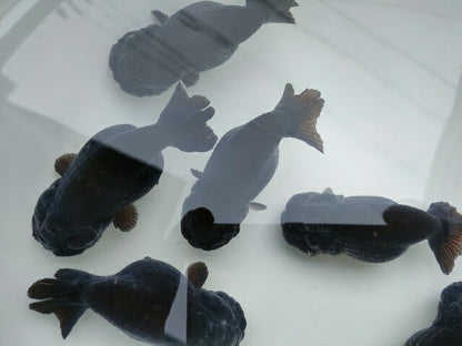 生体 中国産黒らんちゅう 8～9センチ（1匹）ランチュウ/江戸錦/変わりらんちゅう/金魚/きんぎょ/中国金魚【金魚小屋-希-福岡】