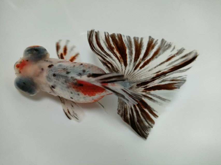 生体加藤産桜錦弐歳魚約7センチ（1匹）らんちゅう/金魚/江戸錦/変わりらんちゅう/きんぎょ/国産金魚【金魚小屋-希-福岡】