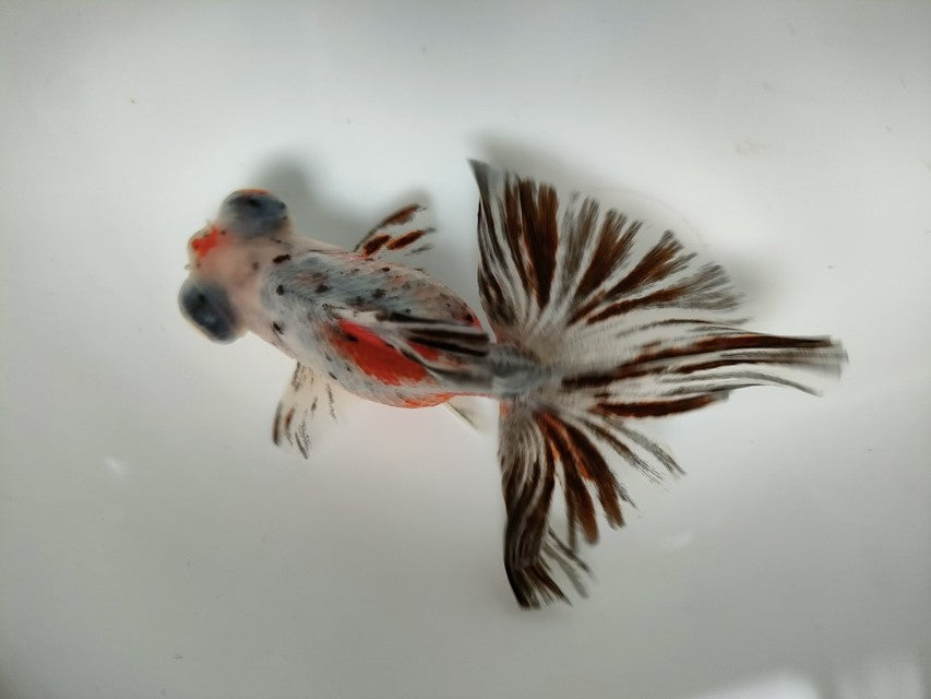 生体加藤産桜錦弐歳魚約7センチ（1匹）らんちゅう/金魚/江戸錦/変わりらんちゅう/きんぎょ/国産金魚【金魚小屋-希-福岡】