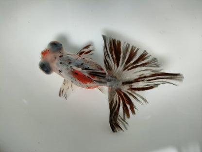 生体加藤産桜錦弐歳魚約7センチ（1匹）らんちゅう/金魚/江戸錦/変わりらんちゅう/きんぎょ/国産金魚【金魚小屋-希-福岡】