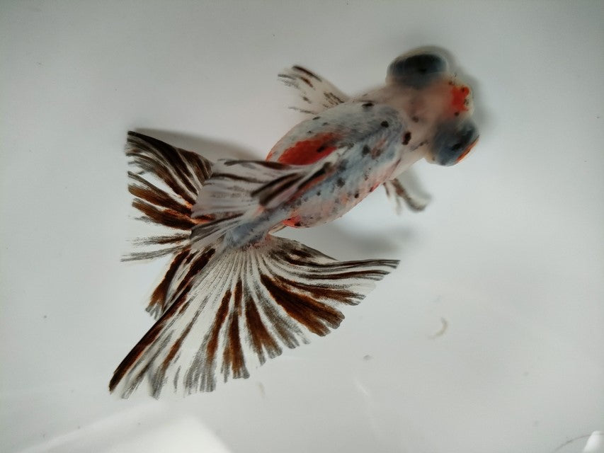 生体加藤産桜錦弐歳魚約7センチ（1匹）らんちゅう/金魚/江戸錦/変わりらんちゅう/きんぎょ/国産金魚【金魚小屋-希-福岡】