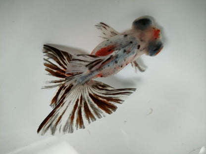 生体加藤産桜錦弐歳魚約7センチ（1匹）らんちゅう/金魚/江戸錦/変わりらんちゅう/きんぎょ/国産金魚【金魚小屋-希-福岡】