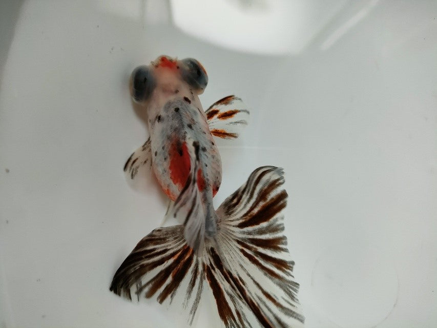 生体加藤産桜錦弐歳魚約7センチ（1匹）らんちゅう/金魚/江戸錦/変わりらんちゅう/きんぎょ/国産金魚【金魚小屋-希-福岡】