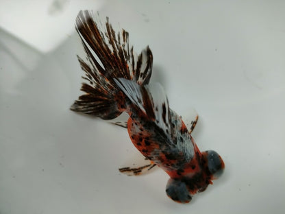 生体加藤産桜錦弐歳魚約7センチ（1匹）らんちゅう/金魚/江戸錦/変わりらんちゅう/きんぎょ/国産金魚【金魚小屋-希-福岡】