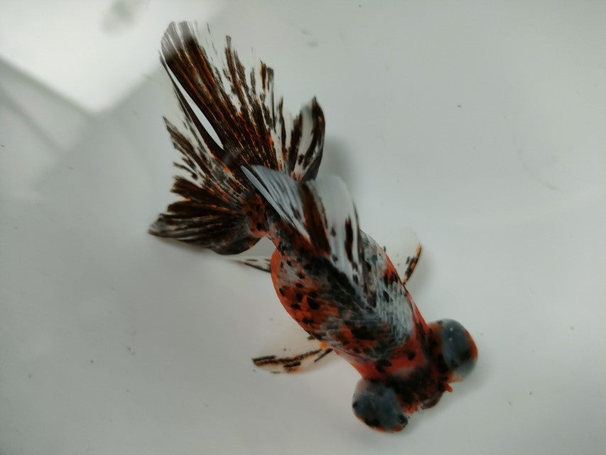 生体加藤産桜錦弐歳魚約7センチ（1匹）らんちゅう/金魚/江戸錦/変わりらんちゅう/きんぎょ/国産金魚【金魚小屋-希-福岡】
