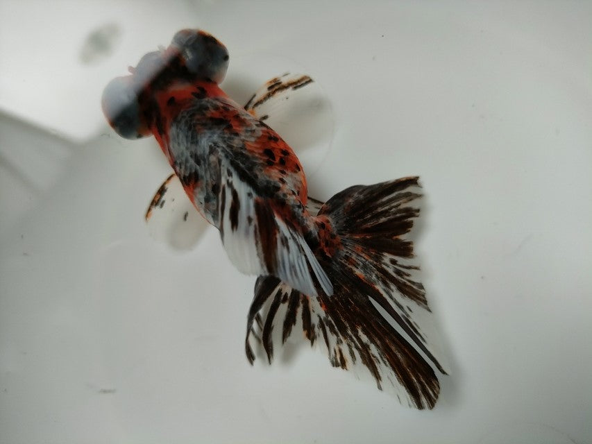 生体加藤産桜錦弐歳魚約7センチ（1匹）らんちゅう/金魚/江戸錦/変わりらんちゅう/きんぎょ/国産金魚【金魚小屋-希-福岡】