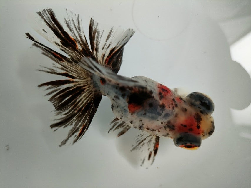 生体加藤産桜錦弐歳魚約7センチ（1匹）らんちゅう/金魚/江戸錦/変わりらんちゅう/きんぎょ/国産金魚【金魚小屋-希-福岡】