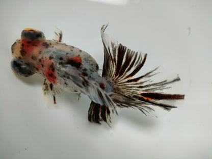 生体加藤産桜錦弐歳魚約7センチ（1匹）らんちゅう/金魚/江戸錦/変わりらんちゅう/きんぎょ/国産金魚【金魚小屋-希-福岡】
