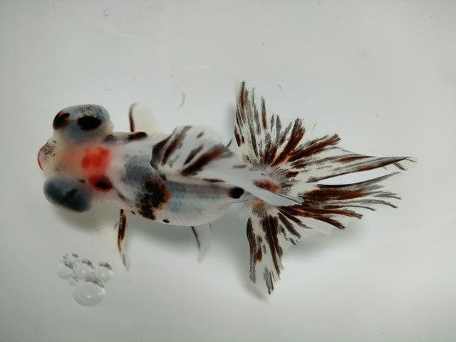 生体加藤産桜錦弐歳魚約7センチ（1匹）らんちゅう/金魚/江戸錦/変わりらんちゅう/きんぎょ/国産金魚【金魚小屋-希-福岡】