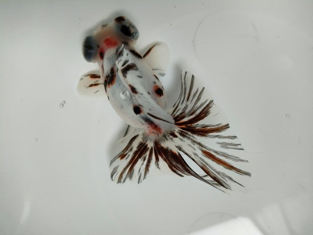 生体加藤産桜錦弐歳魚約7センチ（1匹）らんちゅう/金魚/江戸錦/変わりらんちゅう/きんぎょ/国産金魚【金魚小屋-希-福岡】