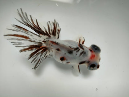 生体加藤産桜錦弐歳魚約7センチ（1匹）らんちゅう/金魚/江戸錦/変わりらんちゅう/きんぎょ/国産金魚【金魚小屋-希-福岡】