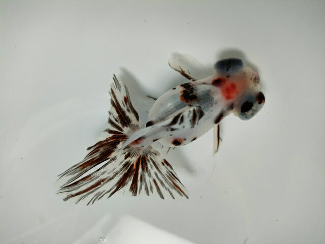 生体加藤産桜錦弐歳魚約7センチ（1匹）らんちゅう/金魚/江戸錦/変わりらんちゅう/きんぎょ/国産金魚【金魚小屋-希-福岡】