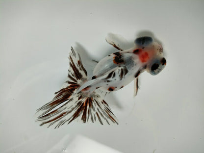 生体加藤産桜錦弐歳魚約7センチ（1匹）らんちゅう/金魚/江戸錦/変わりらんちゅう/きんぎょ/国産金魚【金魚小屋-希-福岡】