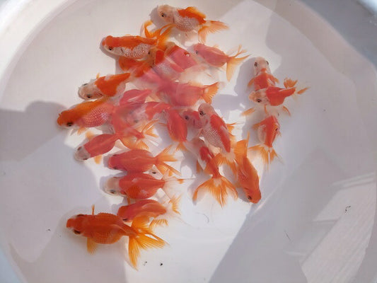 生体加藤産桜錦弐歳魚約7センチ（1匹）らんちゅう/金魚/江戸錦/変わりらんちゅう/きんぎょ/国産金魚【金魚小屋-希-福岡】