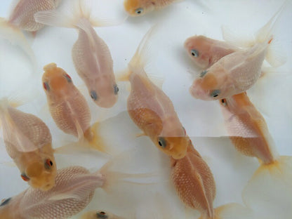 生体加藤産桜錦弐歳魚約7センチ（1匹）らんちゅう/金魚/江戸錦/変わりらんちゅう/きんぎょ/国産金魚【金魚小屋-希-福岡】