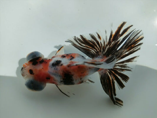 生体加藤産桜錦弐歳魚約7センチ（1匹）らんちゅう/金魚/江戸錦/変わりらんちゅう/きんぎょ/国産金魚【金魚小屋-希-福岡】