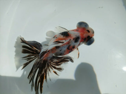 生体加藤産桜錦弐歳魚約7センチ（1匹）らんちゅう/金魚/江戸錦/変わりらんちゅう/きんぎょ/国産金魚【金魚小屋-希-福岡】