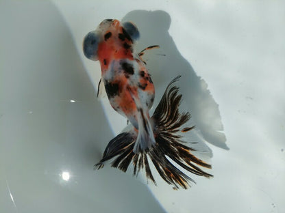 生体加藤産桜錦弐歳魚約7センチ（1匹）らんちゅう/金魚/江戸錦/変わりらんちゅう/きんぎょ/国産金魚【金魚小屋-希-福岡】