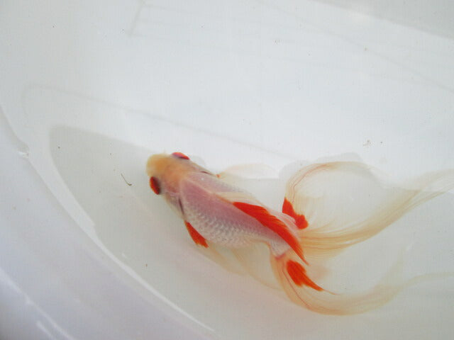 倉庫◆生体（1匹）  琉金ロングテール 参歳魚  約13センチ　 リュウキン/金魚/りゅうきん/尾長/赤目/きんぎょ/国産金魚【金魚小屋-希-福岡】