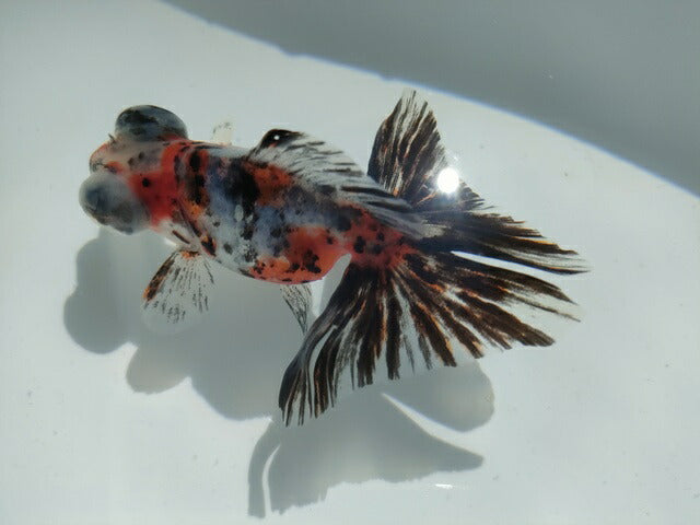 生体加藤産桜錦弐歳魚約7センチ（1匹）らんちゅう/金魚/江戸錦/変わりらんちゅう/きんぎょ/国産金魚【金魚小屋-希-福岡】