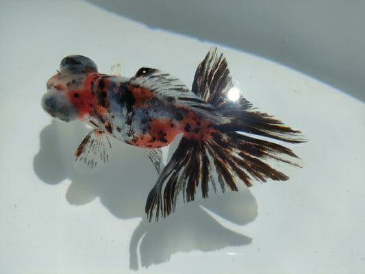 生体加藤産桜錦弐歳魚約7センチ（1匹）らんちゅう/金魚/江戸錦/変わりらんちゅう/きんぎょ/国産金魚【金魚小屋-希-福岡】