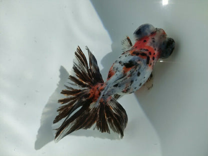 生体加藤産桜錦弐歳魚約7センチ（1匹）らんちゅう/金魚/江戸錦/変わりらんちゅう/きんぎょ/国産金魚【金魚小屋-希-福岡】