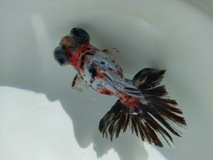 生体加藤産桜錦弐歳魚約7センチ（1匹）らんちゅう/金魚/江戸錦/変わりらんちゅう/きんぎょ/国産金魚【金魚小屋-希-福岡】