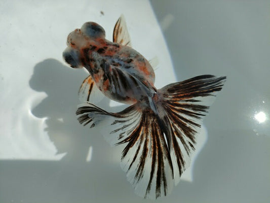 生体加藤産桜錦弐歳魚約7センチ（1匹）らんちゅう/金魚/江戸錦/変わりらんちゅう/きんぎょ/国産金魚【金魚小屋-希-福岡】