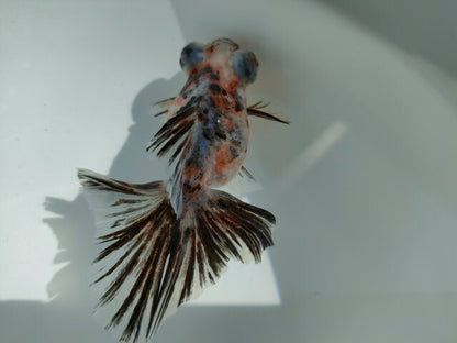 生体加藤産桜錦弐歳魚約7センチ（1匹）らんちゅう/金魚/江戸錦/変わりらんちゅう/きんぎょ/国産金魚【金魚小屋-希-福岡】