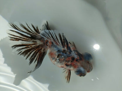 生体加藤産桜錦弐歳魚約7センチ（1匹）らんちゅう/金魚/江戸錦/変わりらんちゅう/きんぎょ/国産金魚【金魚小屋-希-福岡】