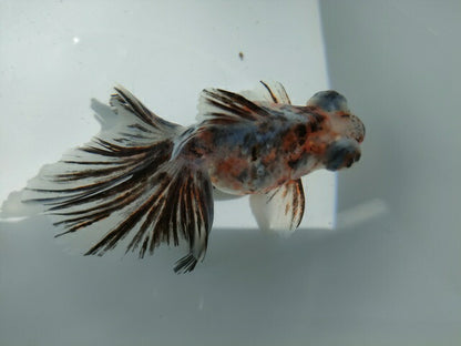 生体加藤産桜錦弐歳魚約7センチ（1匹）らんちゅう/金魚/江戸錦/変わりらんちゅう/きんぎょ/国産金魚【金魚小屋-希-福岡】