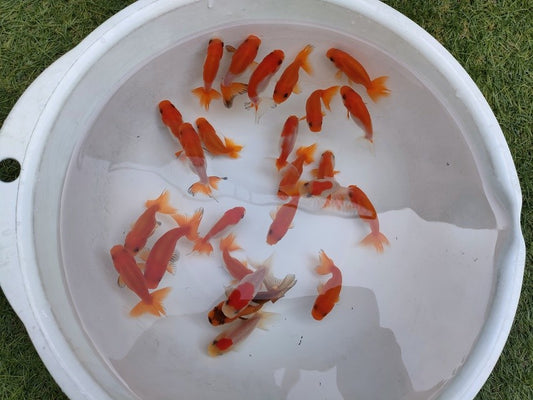 生体加藤産桜錦弐歳魚約7センチ（1匹）らんちゅう/金魚/江戸錦/変わりらんちゅう/きんぎょ/国産金魚【金魚小屋-希-福岡】