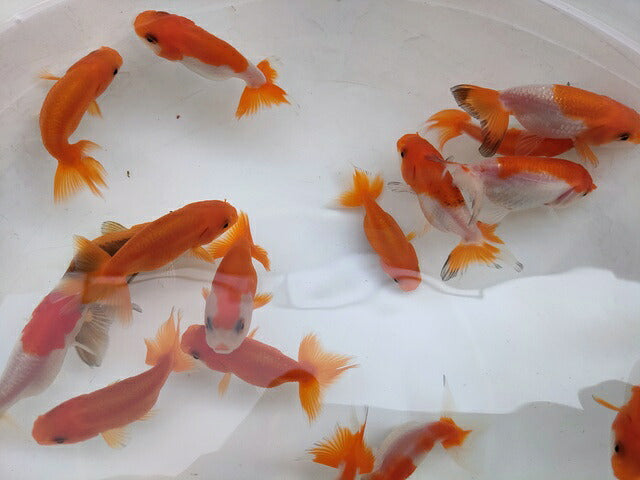生体加藤産桜錦弐歳魚約7センチ（1匹）らんちゅう/金魚/江戸錦/変わりらんちゅう/きんぎょ/国産金魚【金魚小屋-希-福岡】