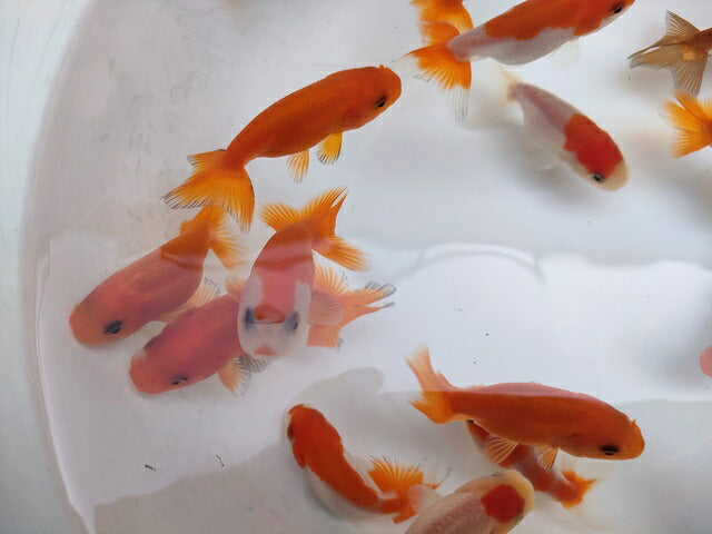 生体加藤産桜錦弐歳魚約7センチ（1匹）らんちゅう/金魚/江戸錦/変わりらんちゅう/きんぎょ/国産金魚【金魚小屋-希-福岡】