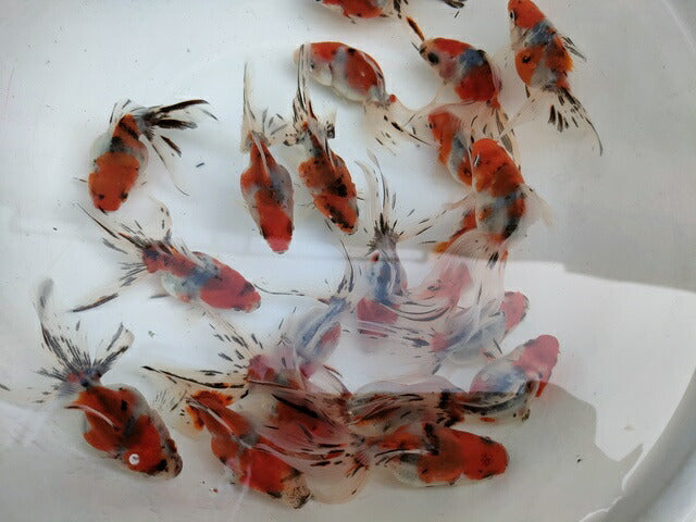 生体加藤産桜錦弐歳魚約7センチ（1匹）らんちゅう/金魚/江戸錦/変わりらんちゅう/きんぎょ/国産金魚【金魚小屋-希-福岡】