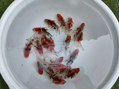 生体加藤産桜錦弐歳魚約7センチ（1匹）らんちゅう/金魚/江戸錦/変わりらんちゅう/きんぎょ/国産金魚【金魚小屋-希-福岡】