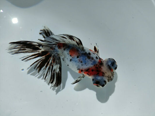 生体加藤産桜錦弐歳魚約7センチ（1匹）らんちゅう/金魚/江戸錦/変わりらんちゅう/きんぎょ/国産金魚【金魚小屋-希-福岡】