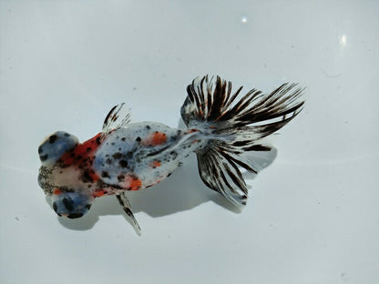 生体加藤産桜錦弐歳魚約7センチ（1匹）らんちゅう/金魚/江戸錦/変わりらんちゅう/きんぎょ/国産金魚【金魚小屋-希-福岡】