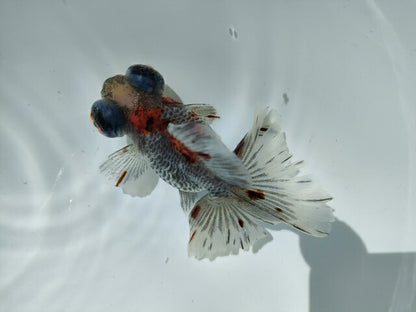 生体加藤産桜錦弐歳魚約7センチ（1匹）らんちゅう/金魚/江戸錦/変わりらんちゅう/きんぎょ/国産金魚【金魚小屋-希-福岡】