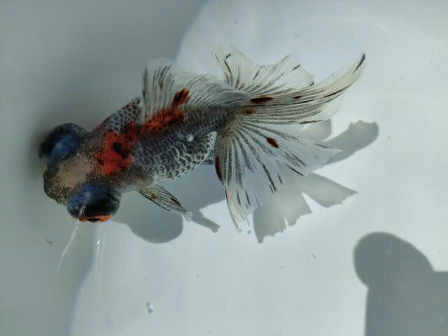 生体加藤産桜錦弐歳魚約7センチ（1匹）らんちゅう/金魚/江戸錦/変わりらんちゅう/きんぎょ/国産金魚【金魚小屋-希-福岡】