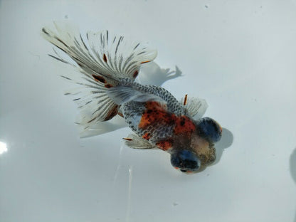 生体加藤産桜錦弐歳魚約7センチ（1匹）らんちゅう/金魚/江戸錦/変わりらんちゅう/きんぎょ/国産金魚【金魚小屋-希-福岡】