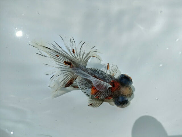 生体加藤産桜錦弐歳魚約7センチ（1匹）らんちゅう/金魚/江戸錦/変わりらんちゅう/きんぎょ/国産金魚【金魚小屋-希-福岡】