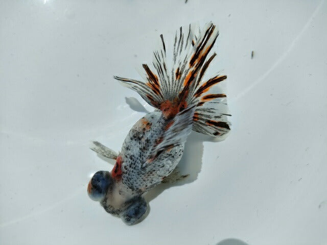 生体加藤産桜錦弐歳魚約7センチ（1匹）らんちゅう/金魚/江戸錦/変わりらんちゅう/きんぎょ/国産金魚【金魚小屋-希-福岡】