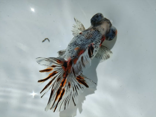 生体加藤産桜錦弐歳魚約7センチ（1匹）らんちゅう/金魚/江戸錦/変わりらんちゅう/きんぎょ/国産金魚【金魚小屋-希-福岡】