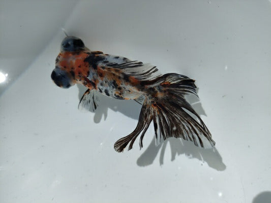 生体加藤産桜錦弐歳魚約7センチ（1匹）らんちゅう/金魚/江戸錦/変わりらんちゅう/きんぎょ/国産金魚【金魚小屋-希-福岡】