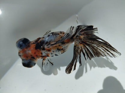生体加藤産桜錦弐歳魚約7センチ（1匹）らんちゅう/金魚/江戸錦/変わりらんちゅう/きんぎょ/国産金魚【金魚小屋-希-福岡】
